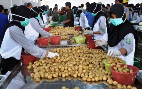 Tembus Singapura, Petani Sayur Harus Terapkan Good   Agricultural Practises